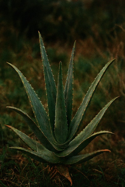 Aloe Vera