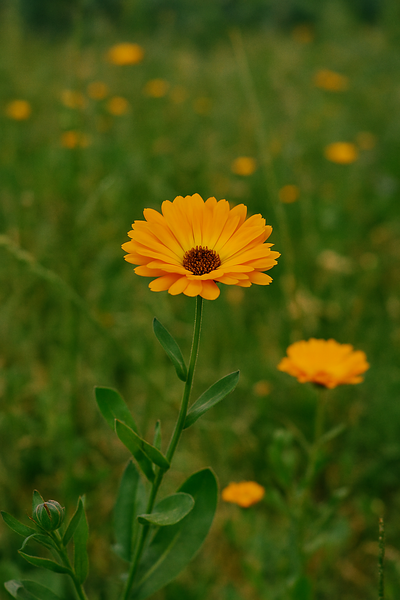 Calendula Extract