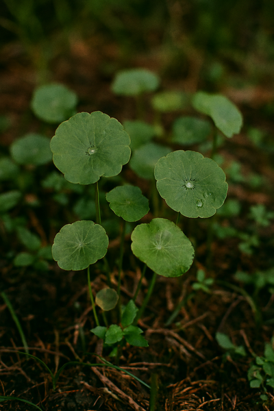 Centella Asiatica