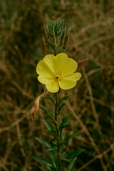 Evening Primrose Oil